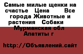 Самые милые щенки на счастье › Цена ­ 1 - Все города Животные и растения » Собаки   . Мурманская обл.,Апатиты г.